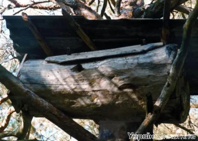 Бортники Полісся відроджують стародавнє ремесло бджільництва