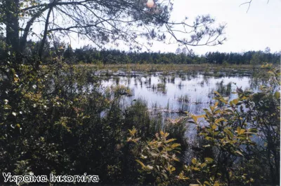 Природні скарби Поліського заповідника: унікальні ліси та болота Житомирщини
