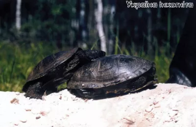 Природний заповідник Полісся: унікальний світ диких тварин України