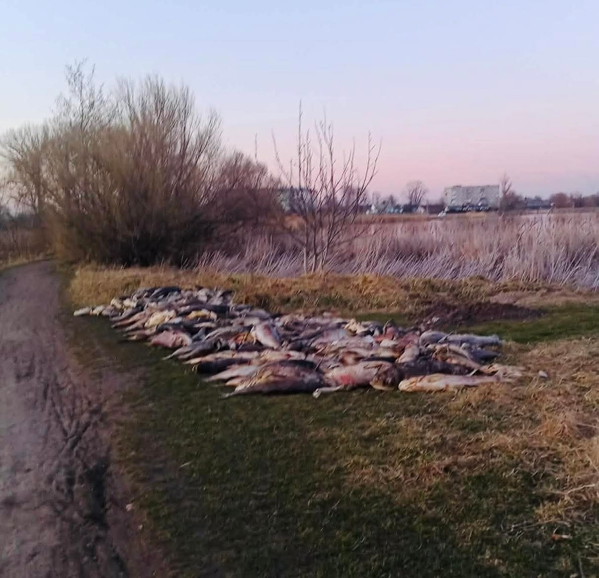 Мор риби у Черняхові: між заявами та реальністю — хто відповідальний за ситуацію