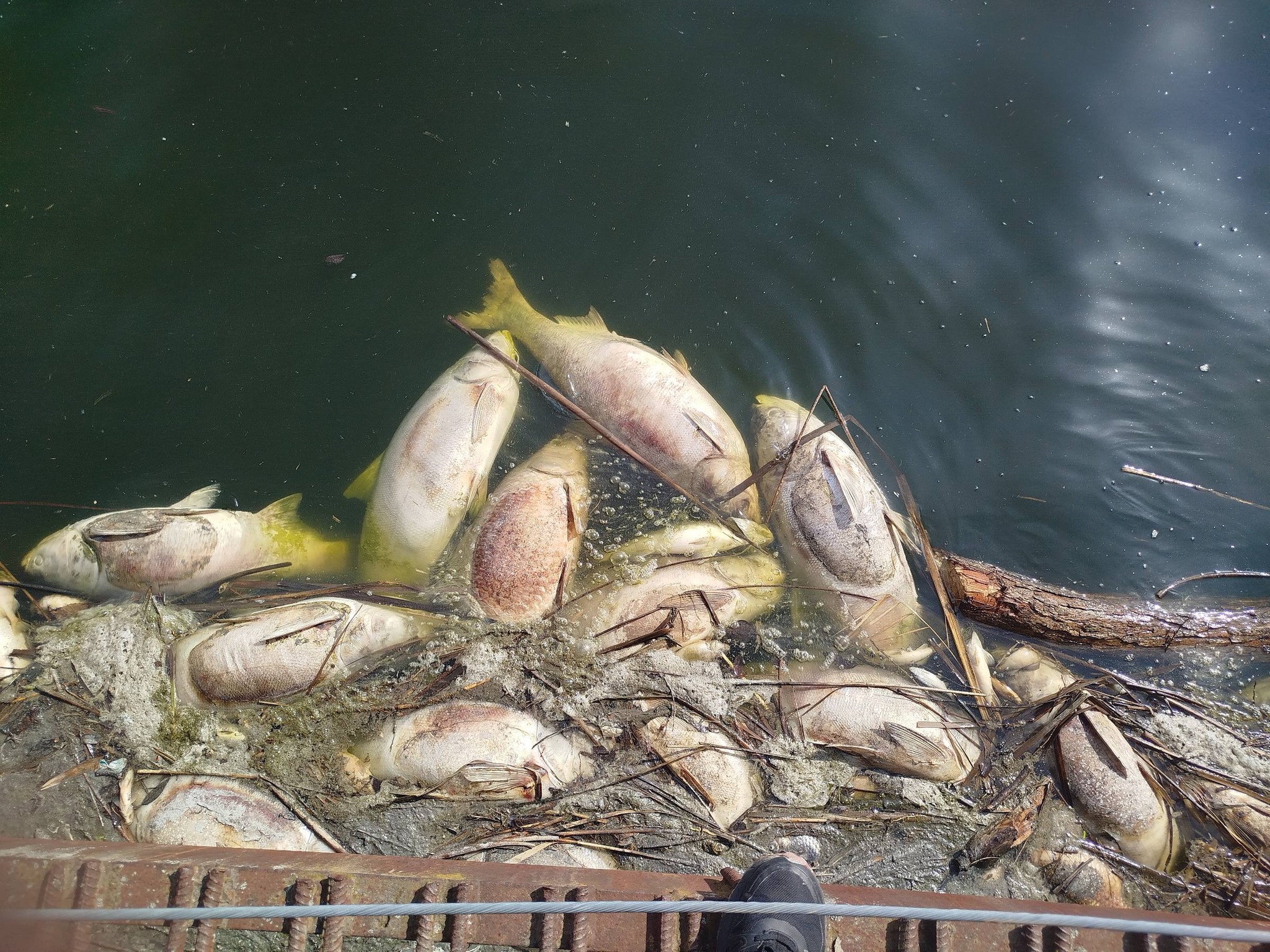 Масовий мор риби на Житомирщині: загинули сотні особин у двох громадах