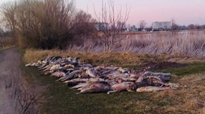 Масовий мор риби у Черняхові: річка Очеретянка вкрита мертвою рибою