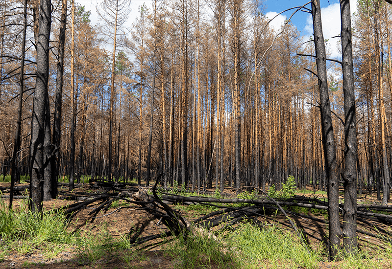 Забруднення земель у Чорнобиля 2 Забруднення земель у Чорнобиля 2