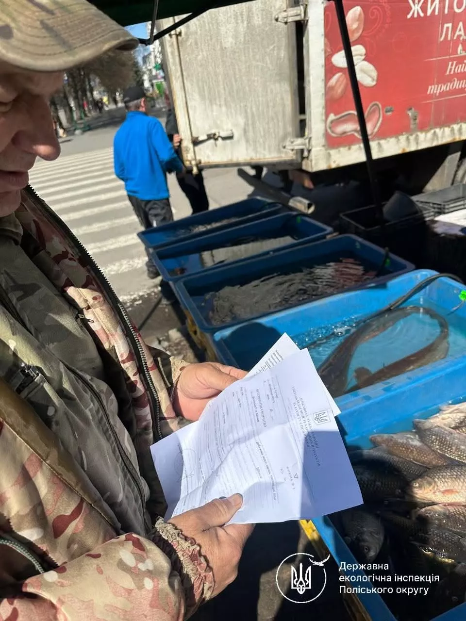 Екоінспектори перевіряють законність реалізації живої риби на ринках Житомира та Радомишля