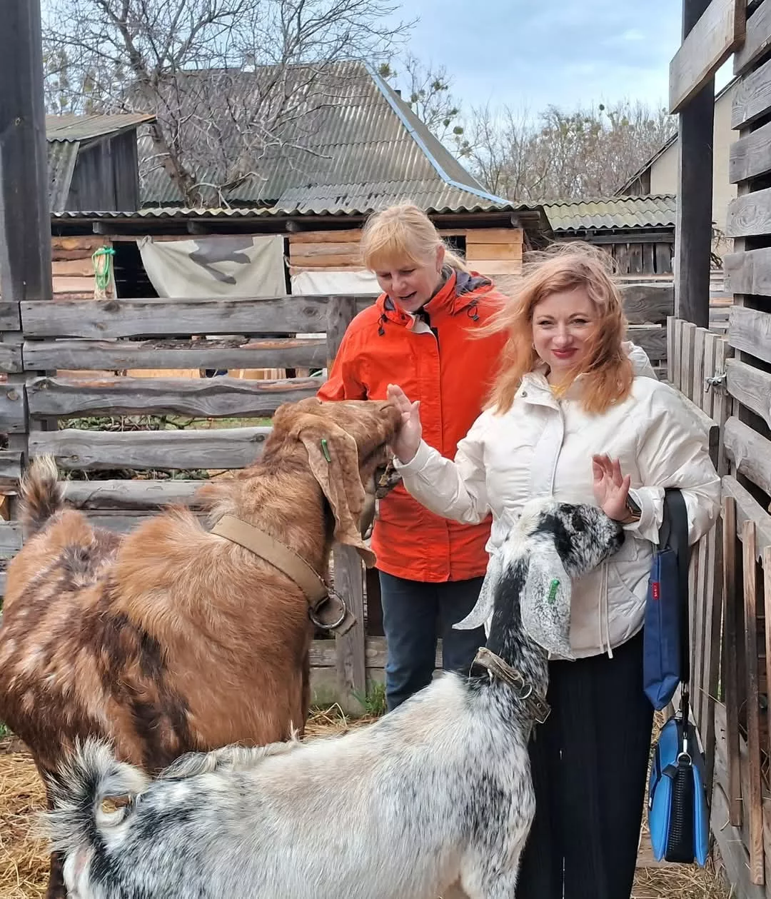 В Радомишлі вивчають користь іпотерапії для реабілітації ветеранів