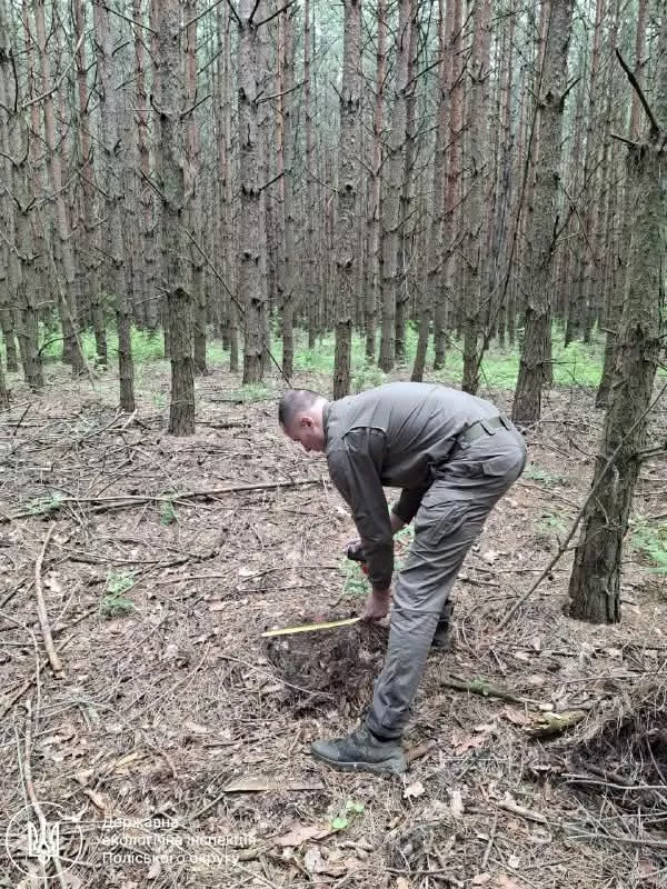 Незаконна вирубка на мільйони: у Коростенській громаді нарахували понад 1,6 млн грн збитків