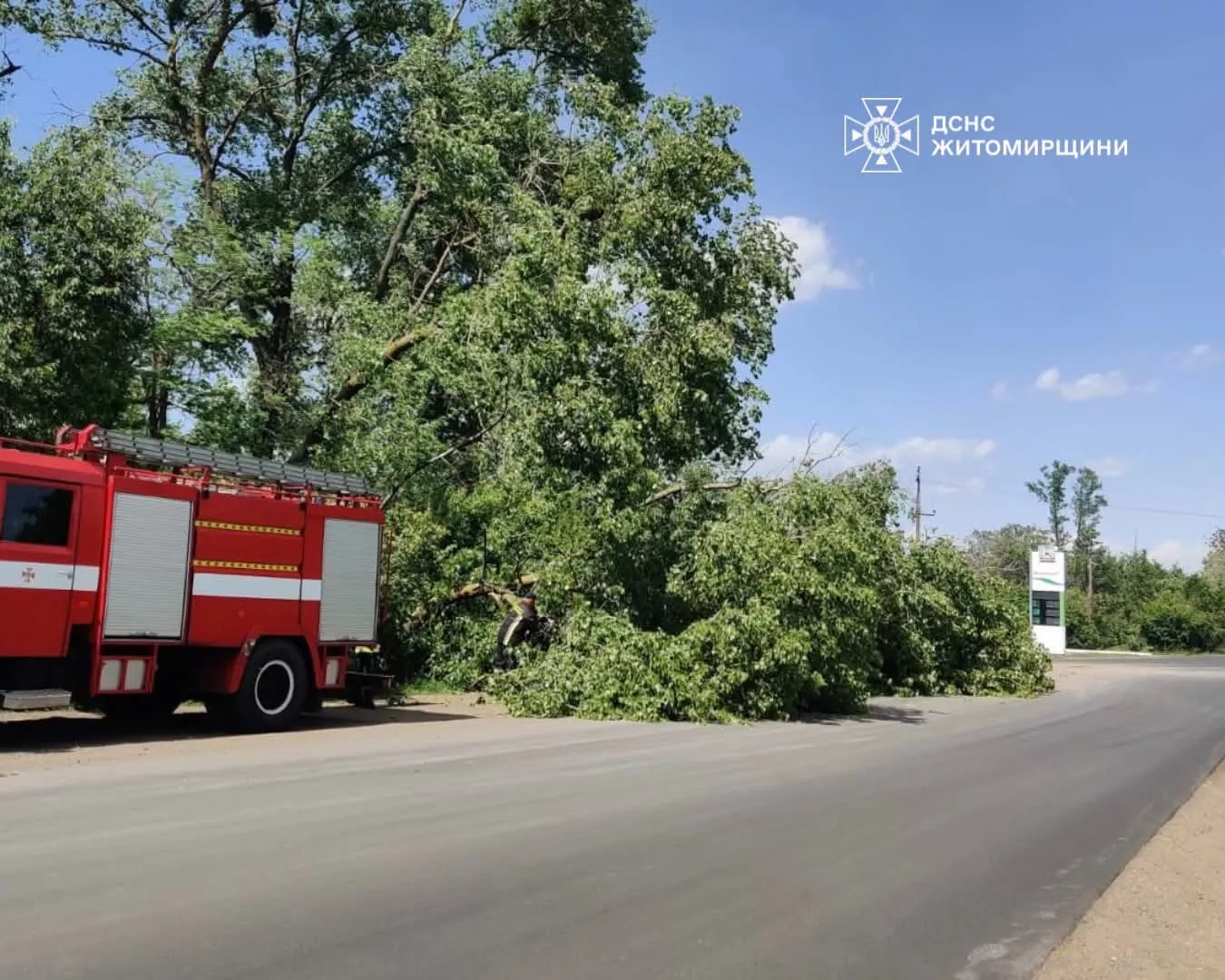 Негода на Житомирщині: повалені дерева заблокували рух у Коростені та районі