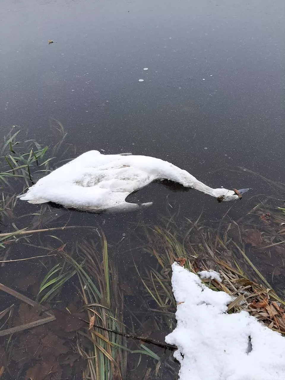 Водна криза на Житомирщині: чому міліють Тетерів, Уж та Гуйва — і це лише верхівка айсберга