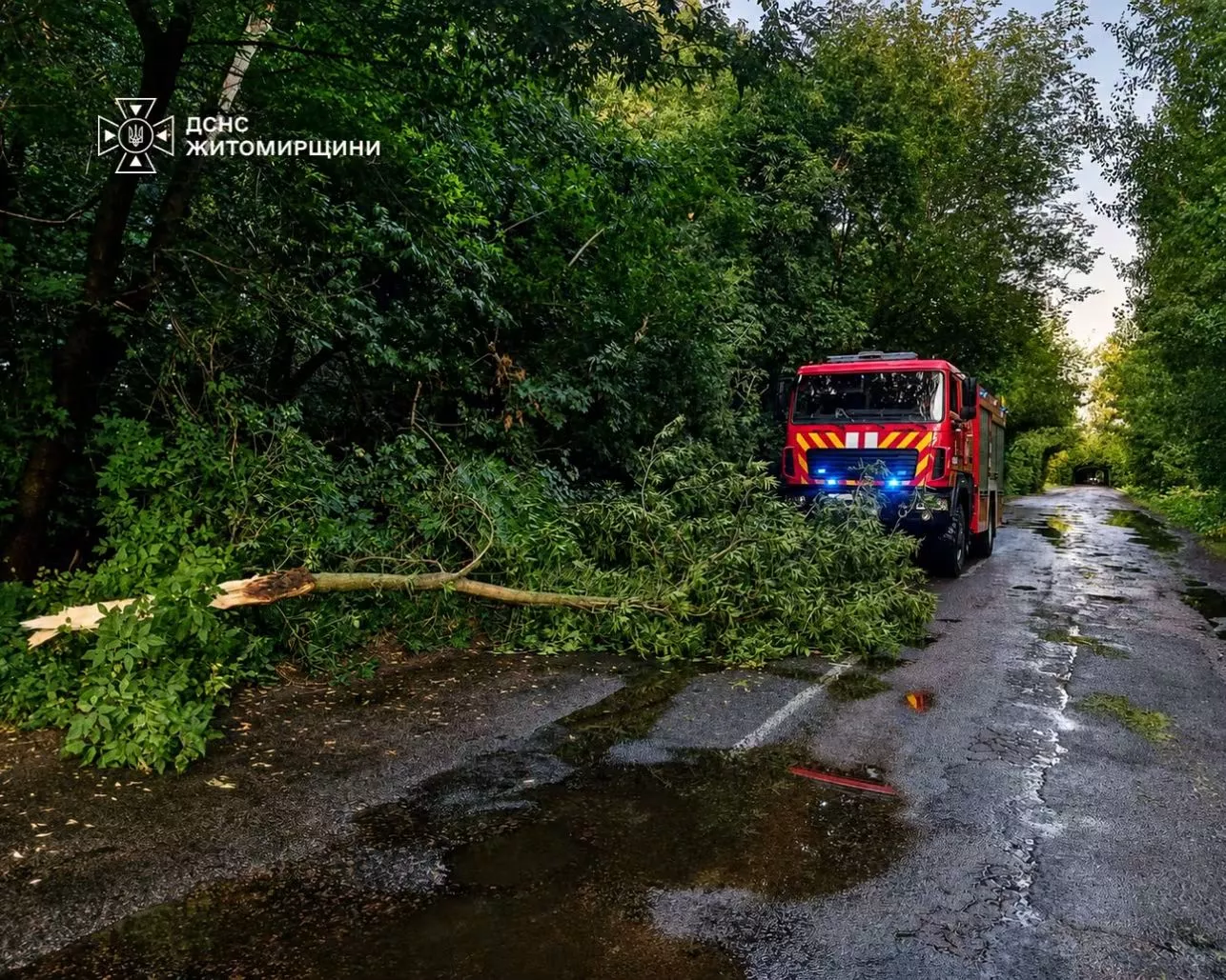 Під Малином повалене дерево перекрило дорогу: рятувальники відновили рух