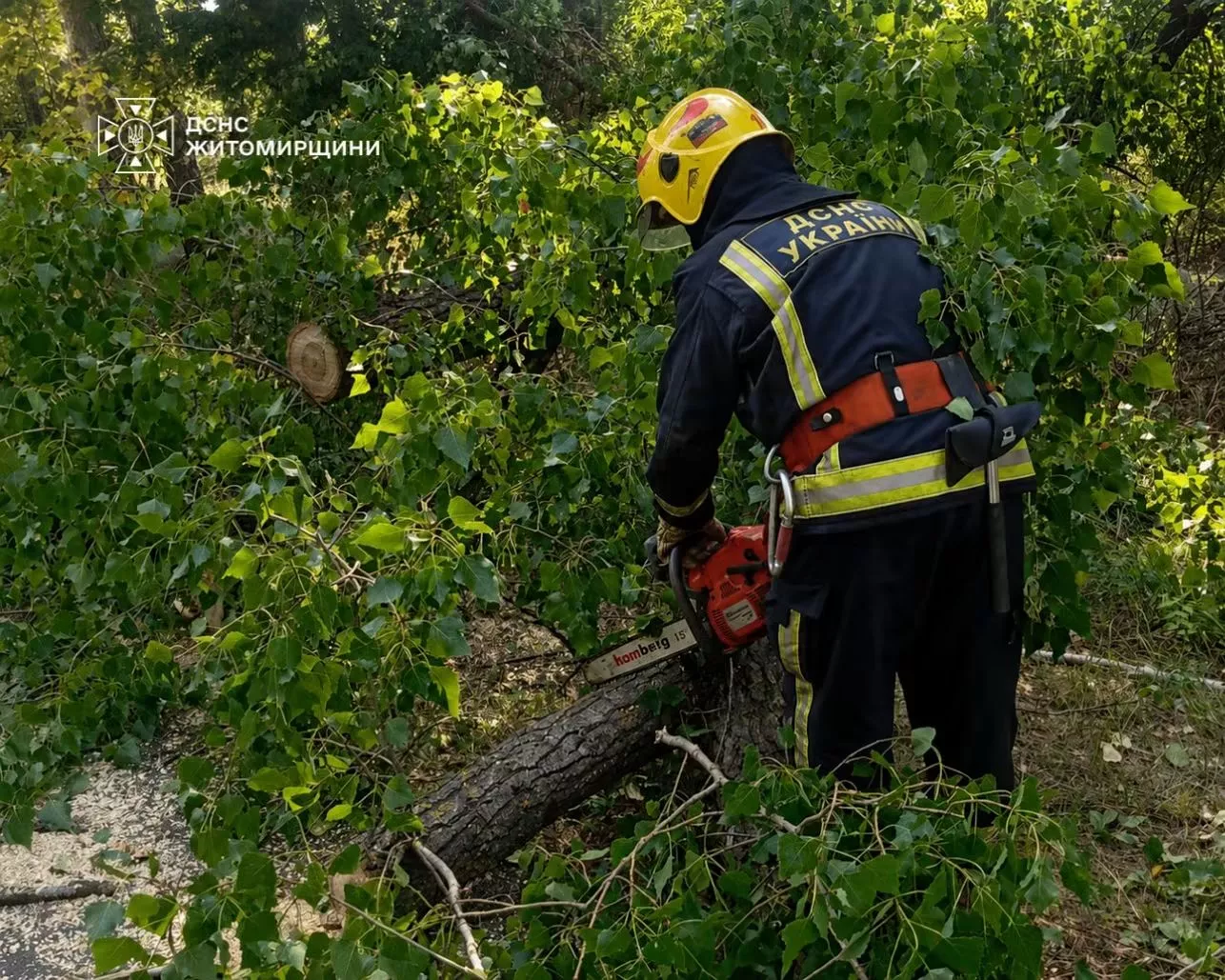 Під Малином повалене дерево перекрило дорогу: рятувальники відновили рух