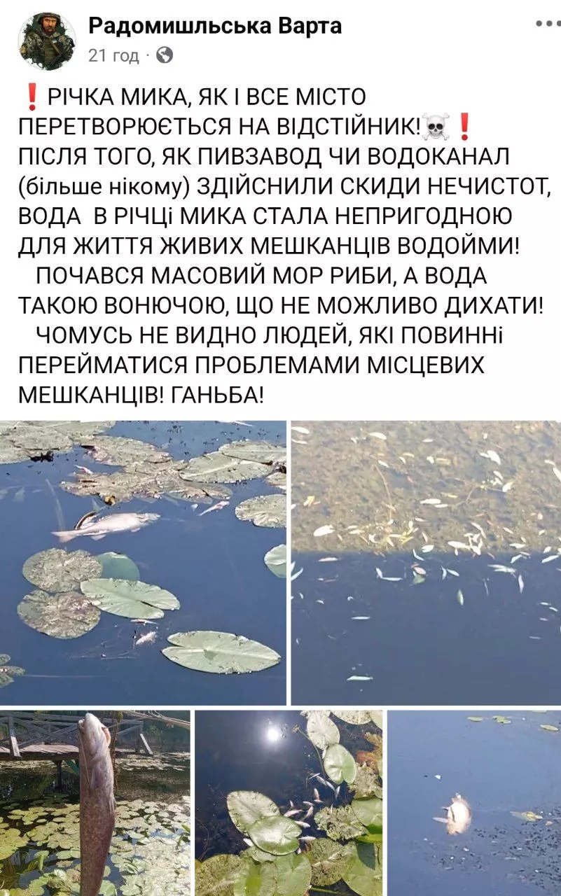 У Радомишлі екологи підтвердили масову загибель риби в річці Мика