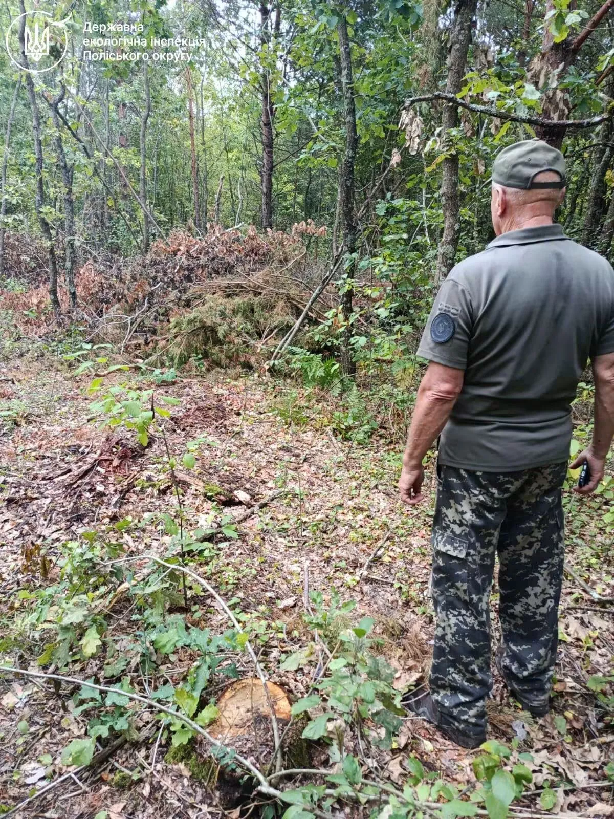 На Рівненщині незаконно вирубали 232 дерева: збитки перевищили 656 тисяч гривень