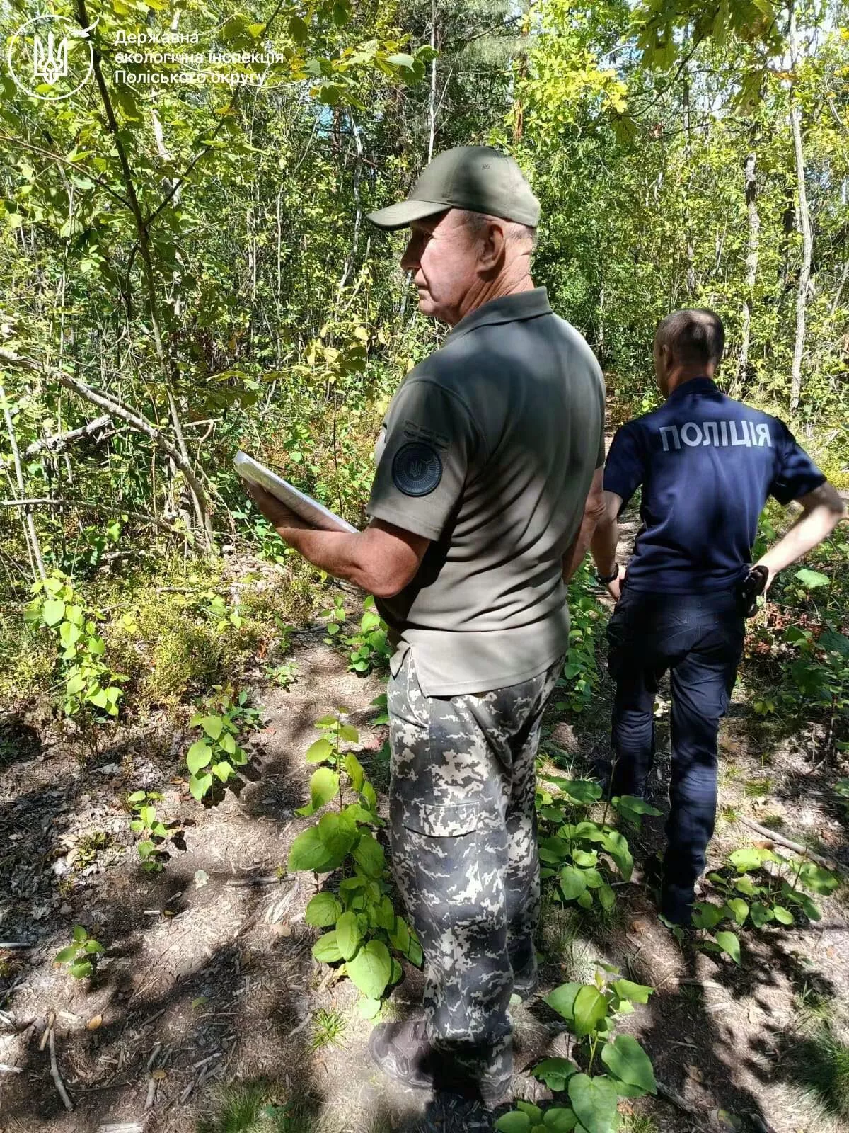 На Рівненщині незаконно вирубали 232 дерева: збитки перевищили 656 тисяч гривень