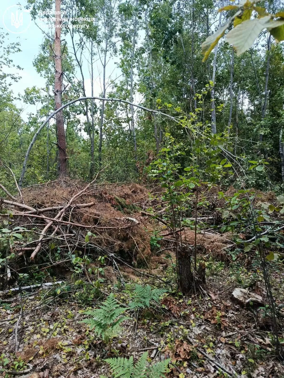 На Рівненщині незаконно вирубали 232 дерева: збитки перевищили 656 тисяч гривень