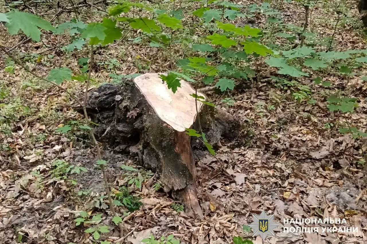На Рівненщині крали ліс у заповіднику: один із порушників вивозив деревину кіньми
