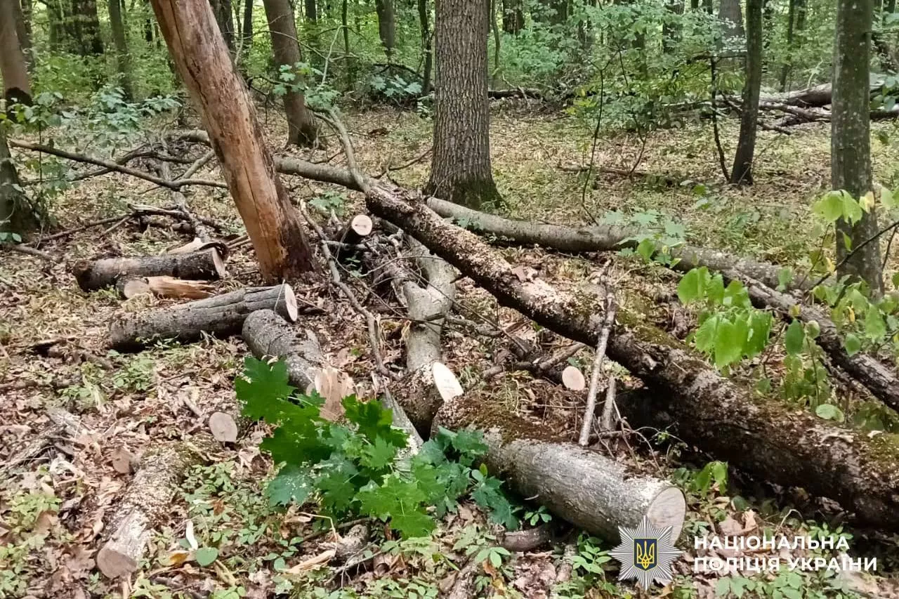 На Рівненщині крали ліс у заповіднику: один із порушників вивозив деревину кіньми