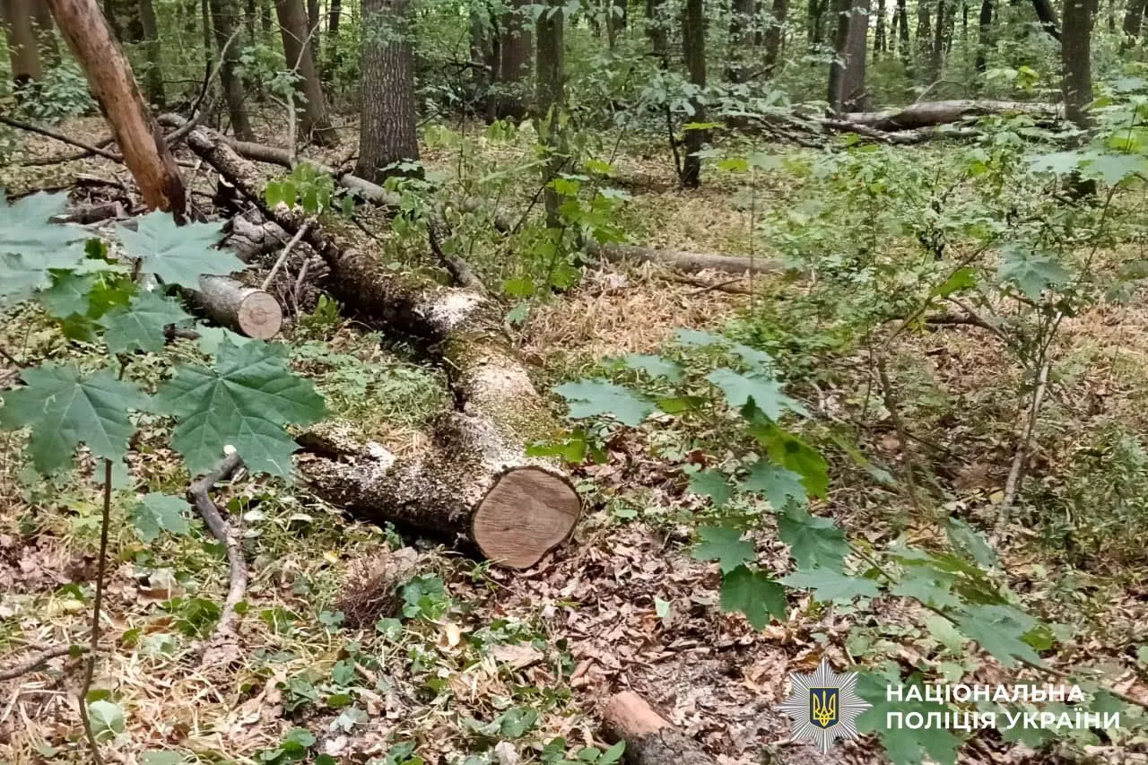 На Рівненщині крали ліс у заповіднику: один із порушників вивозив деревину кіньми