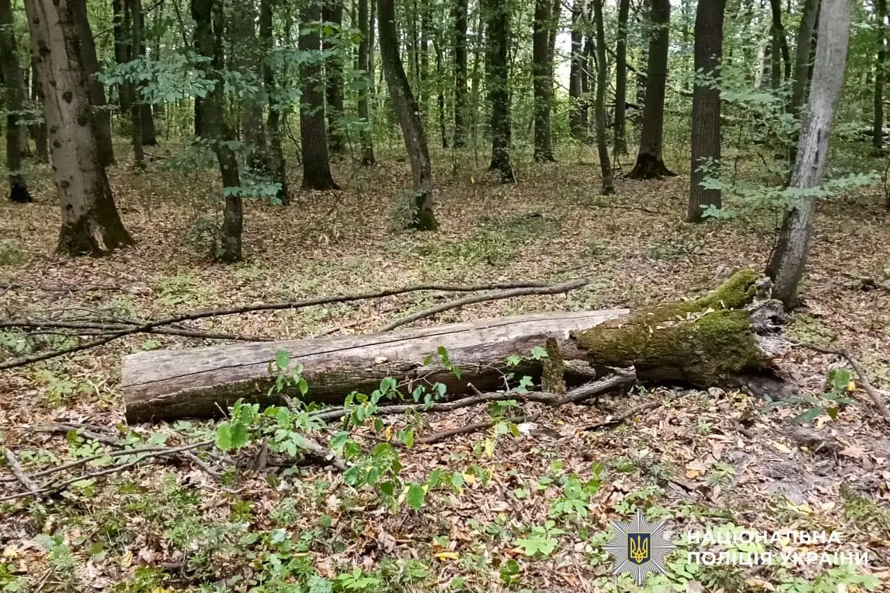 На Рівненщині крали ліс у заповіднику: один із порушників вивозив деревину кіньми