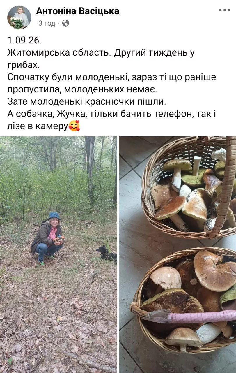 Грибний сезон у розпалі: мешканці Житомирщини показують трофеї