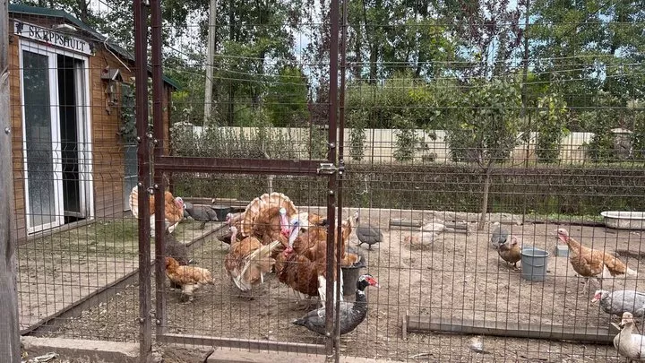Птахи на фермі "Шляхетна коза", Малинська громада, Житомирщина, 14 вересня 2025 року. Суспільне Житомир/Антоніна Глущенко
