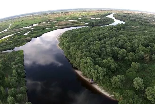 Прип’ять — «поліська Амазонія»: живий світ однієї з найдикіших річок Європи