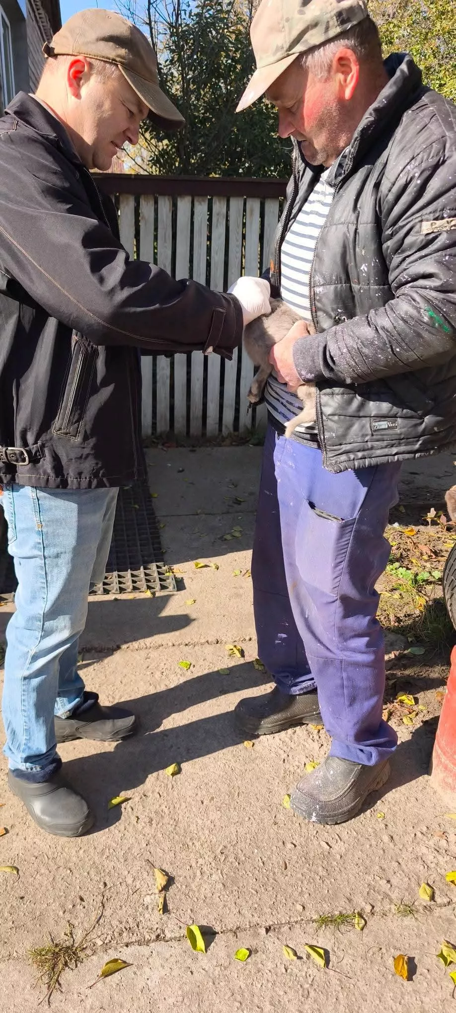 У чотирьох селах Малинщини вакцинували тварин проти сказу