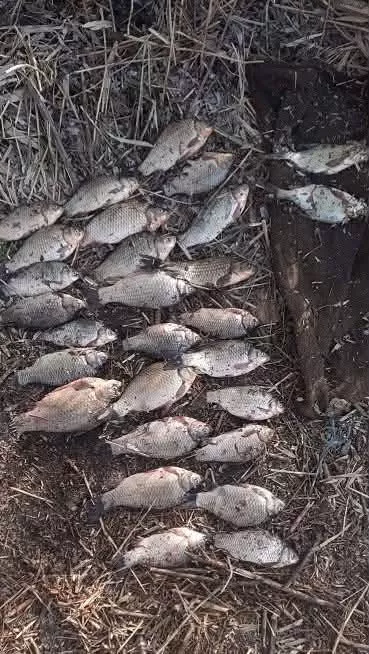 Золоті» карасі на Ковельщині: браконьєр виловив риби на пів мільйона гривень і отримав вирок