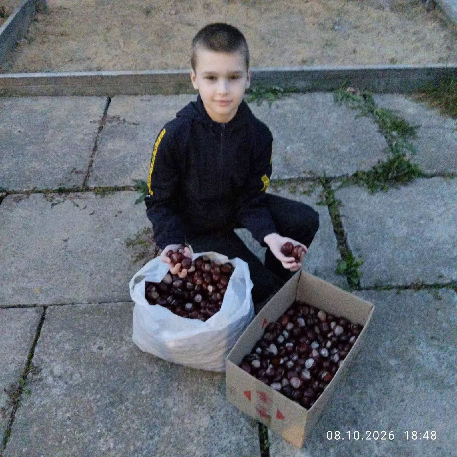 Малинський ліцей №2 зібрав понад 700 кг каштанів на детектори дронів для ЗСУ