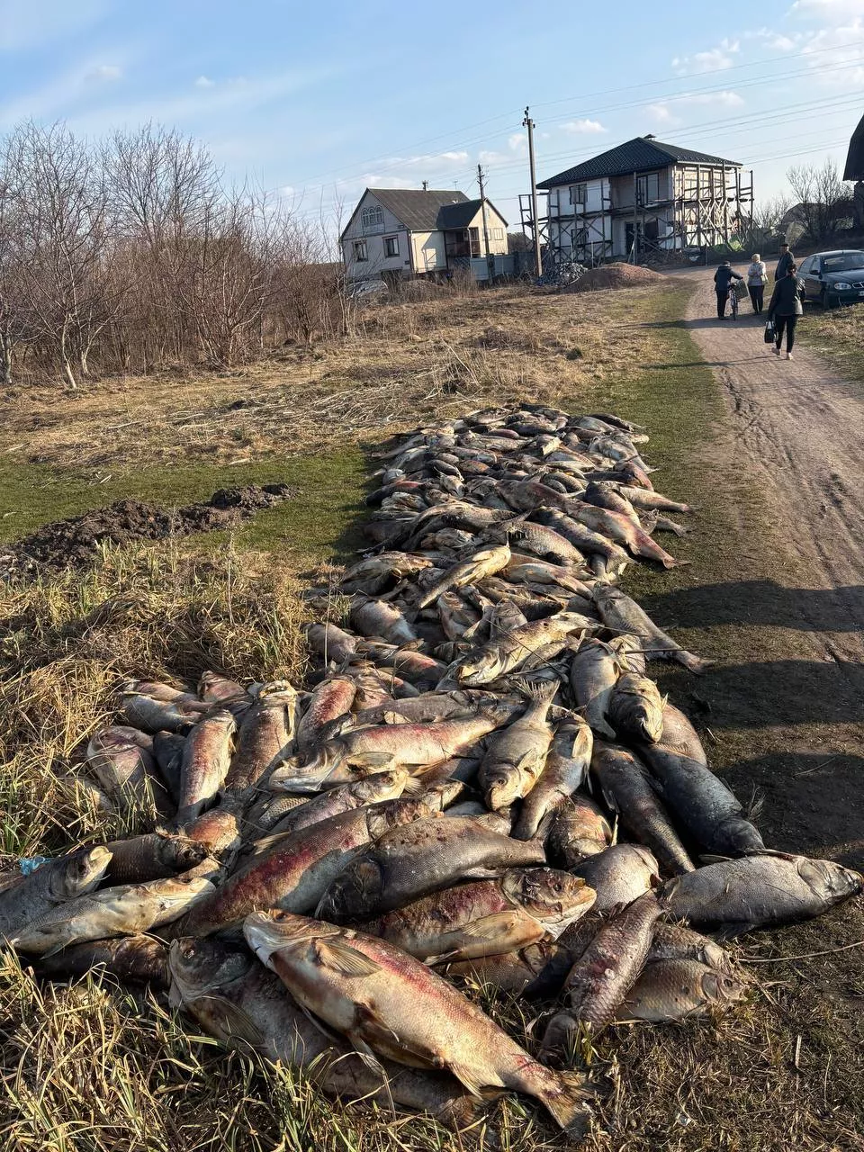 Масовий мор риби на Житомирщині: загинули сотні особин у двох громадах