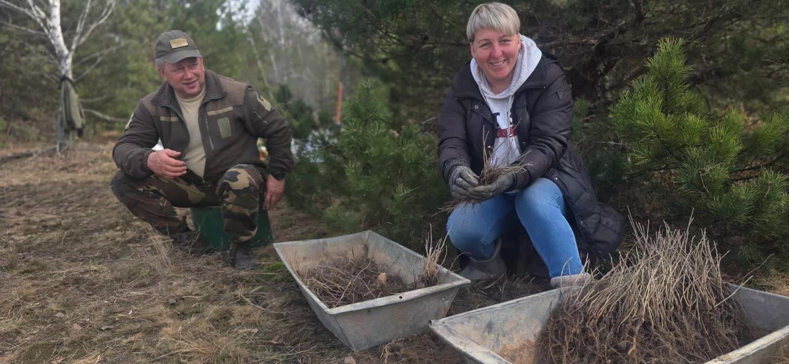 У Чорнобильській зоні садять новий ліс: сосна і дуб як природний бар’єр від радіації
