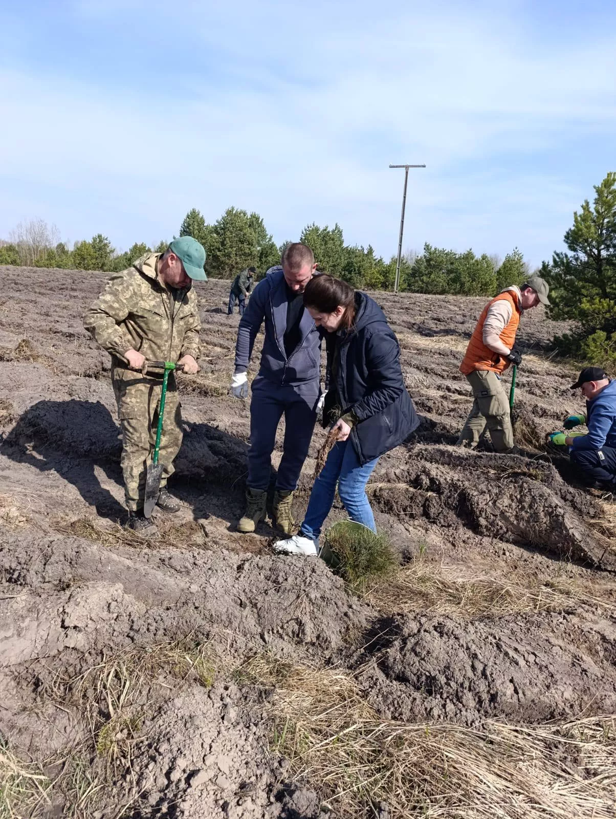У Чорнобильській зоні садять новий ліс: сосна і дуб як природний бар’єр від радіації