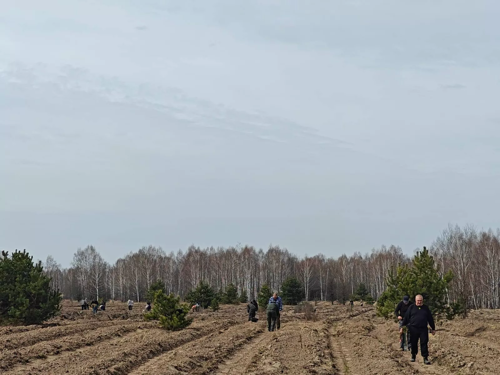 У Чорнобильській зоні садять новий ліс: сосна і дуб як природний бар’єр від радіації