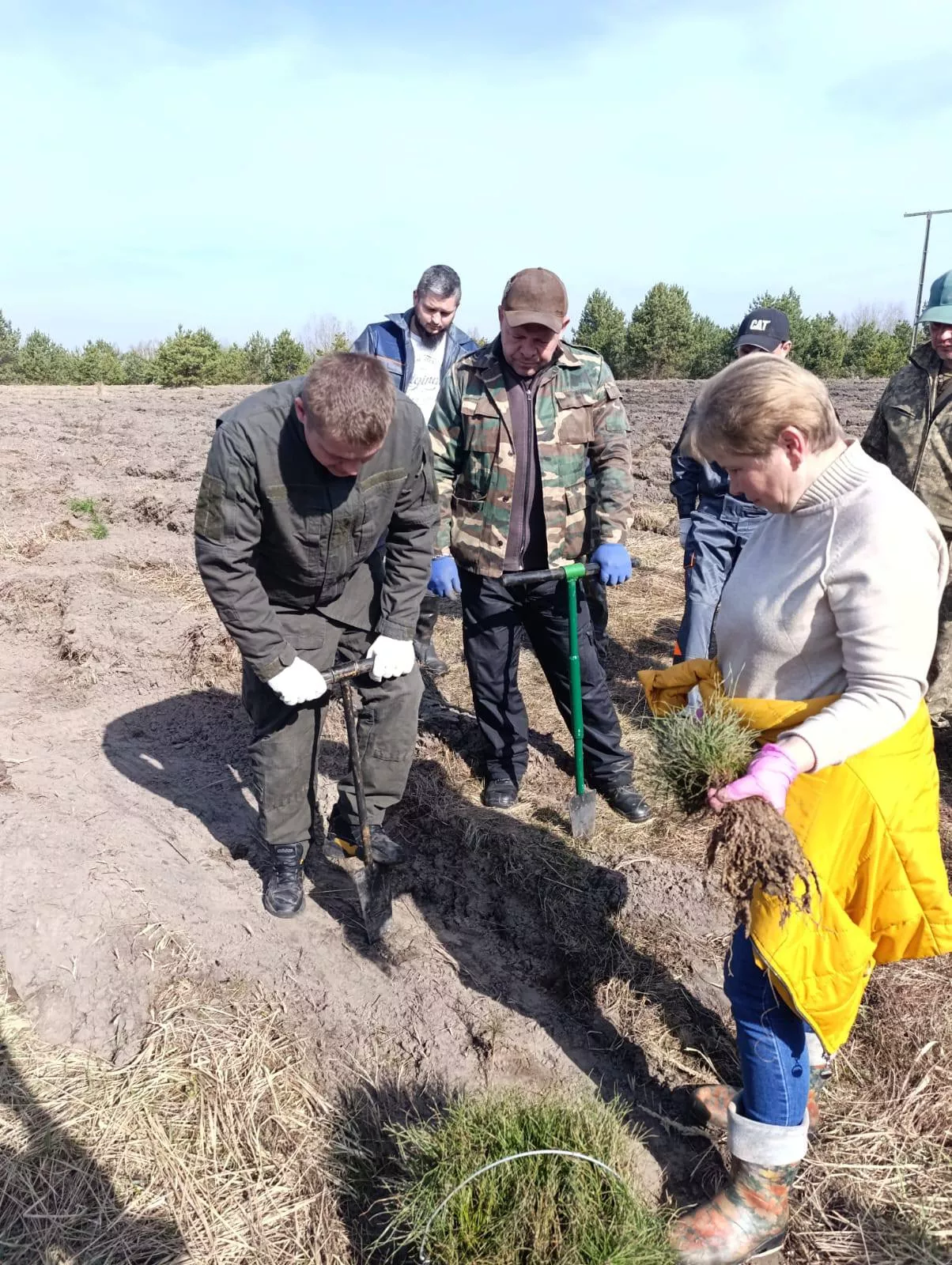 У Чорнобильській зоні садять новий ліс: сосна і дуб як природний бар’єр від радіації