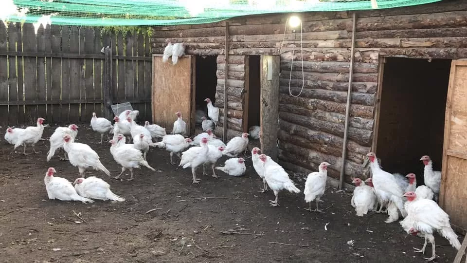 Екотуризм на Житомирщині: топ ферм для сімейного відпочинку на вихідних