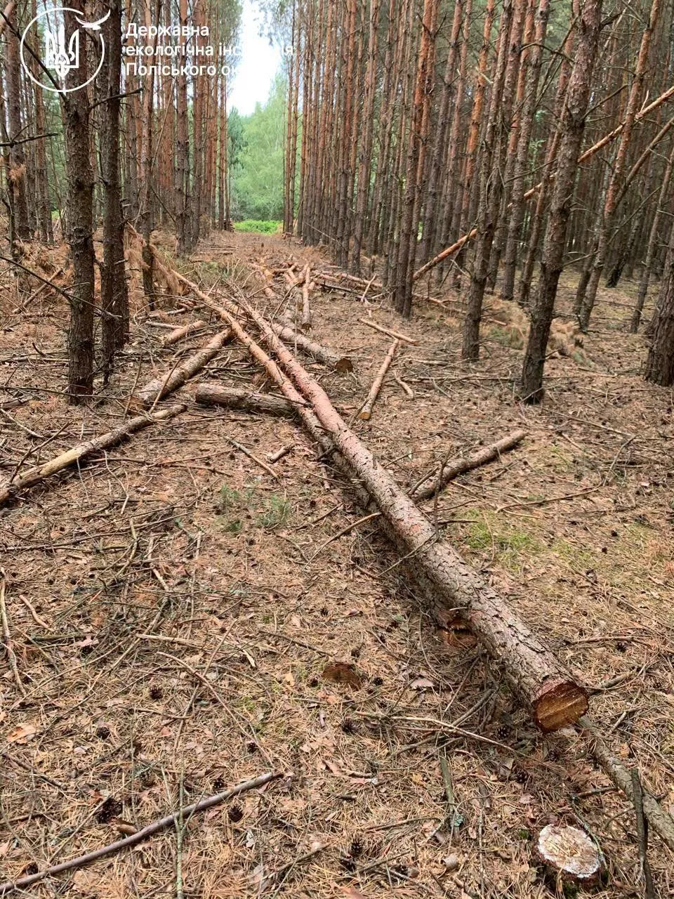 849 дерев зрубали незаконно: на Рівненщині збитки для довкілля сягнули 2,7 млн грн
