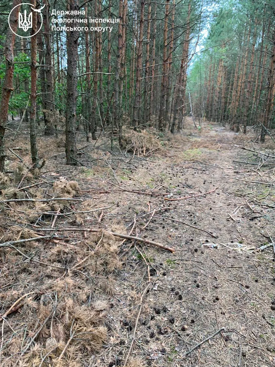 849 дерев зрубали незаконно: на Рівненщині збитки для довкілля сягнули 2,7 млн грн