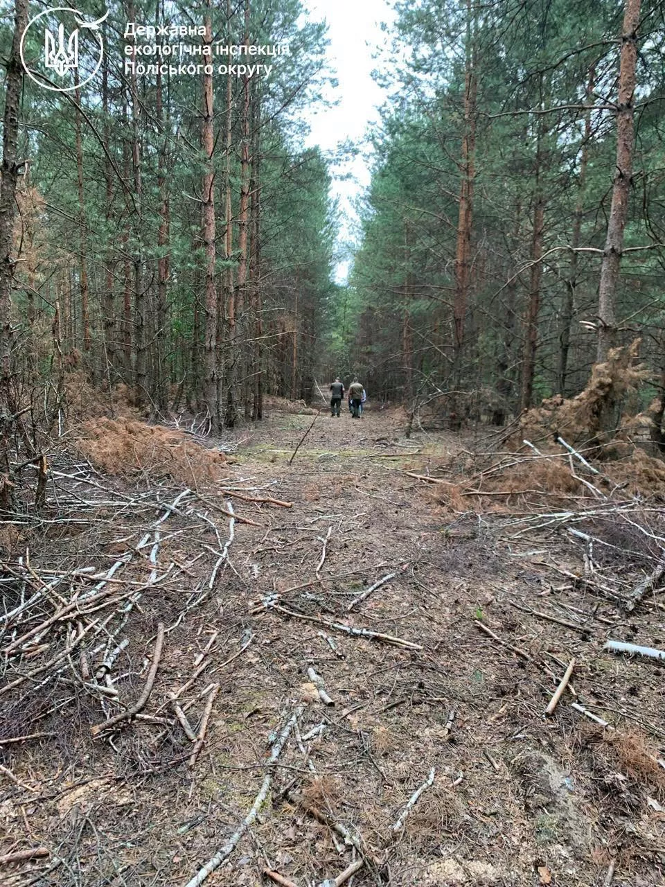 849 дерев зрубали незаконно: на Рівненщині збитки для довкілля сягнули 2,7 млн грн