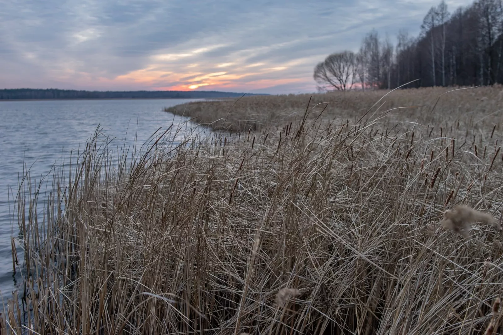 Заказник "Гамарня" в Малині — водосховище та садиба Миклух-Маклая