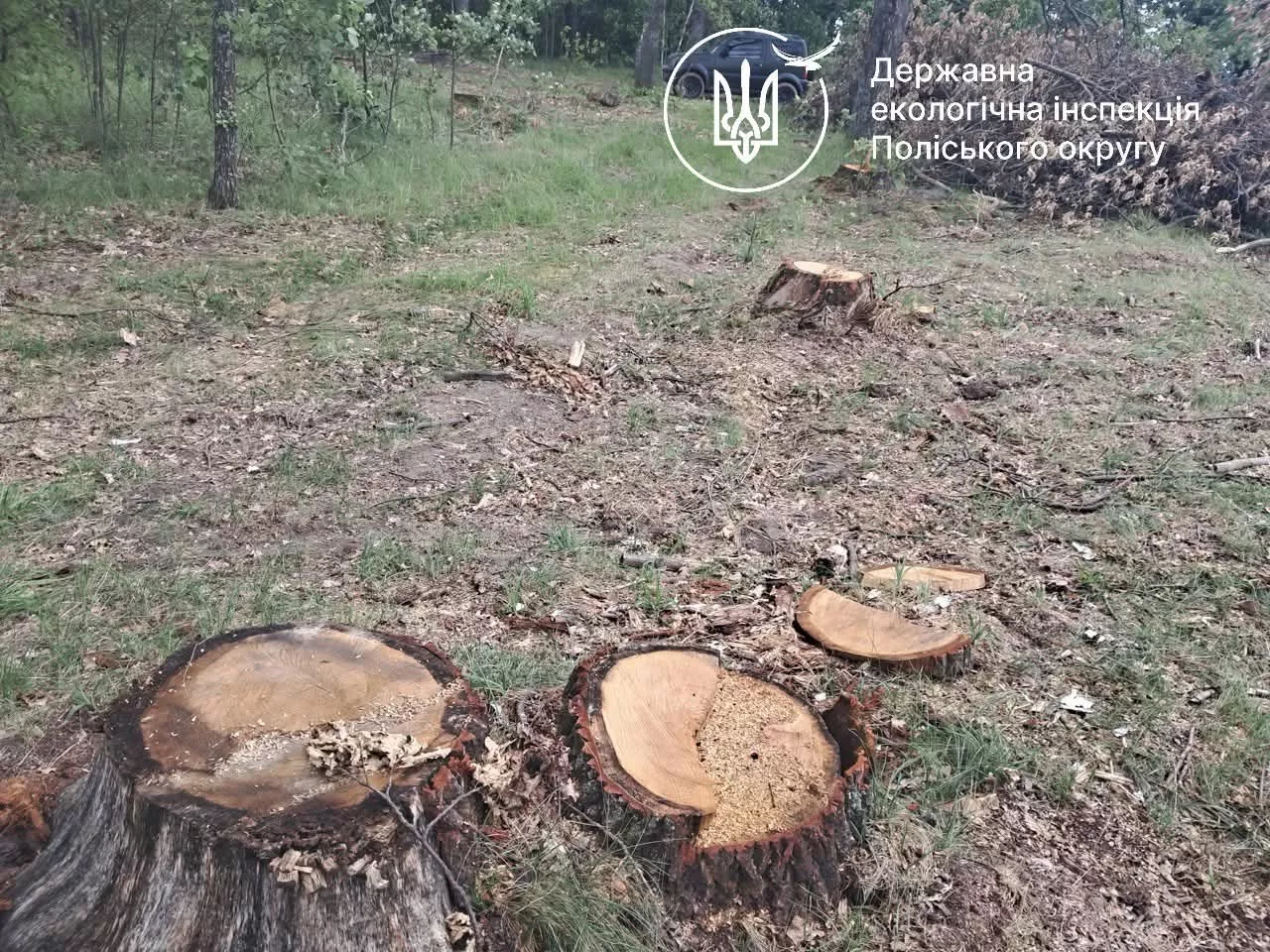 Потіївську сільську раду зобов’язали відшкодувати понад 2,5 млн грн за незаконну вирубку 122 дубів