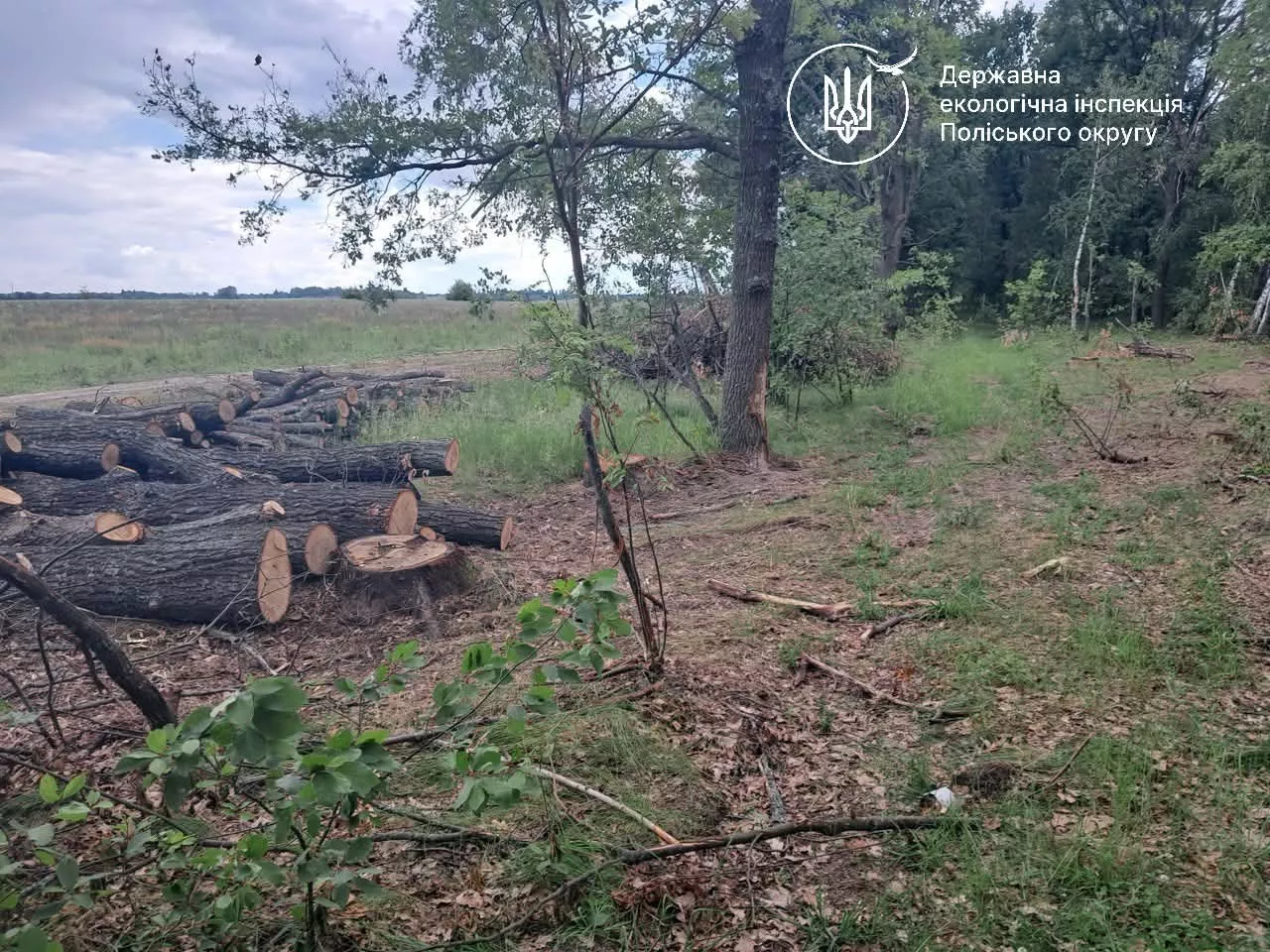 Потіївську сільську раду зобов’язали відшкодувати понад 2,5 млн грн за незаконну вирубку 122 дубів