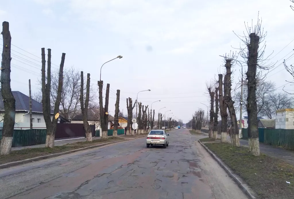 Малинські каштани після обрізки: три роки потому