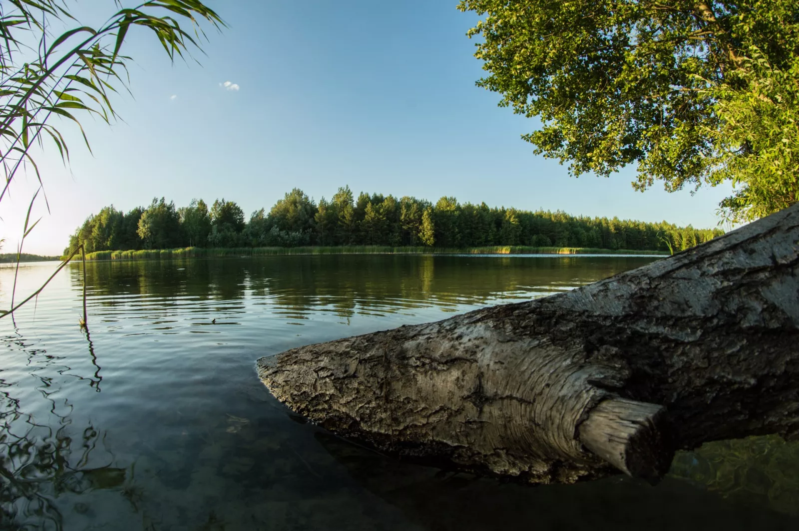 Прозора вода біля берега Голубих озер і сосновий ліс на протилежному березі