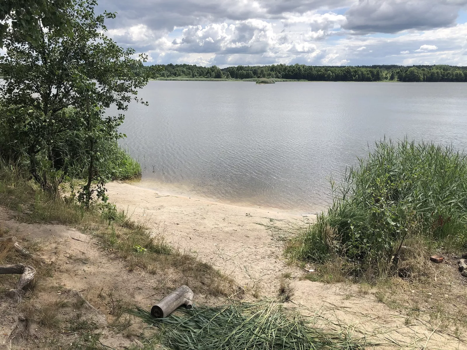 Піщаний берег Відсічного водосховища біля Корчака з очеретом