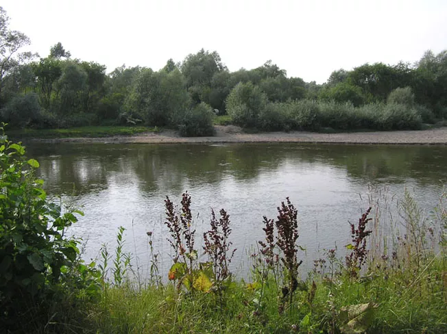 Поліський природний заповідник. Болотниця https://polissya.today/sites/default/files/website_parser_images/prirodniy-zapovidnik-polissya-unikalniy-kutochok-prirodi-zhitomirshchini-2-1776150560.jpg