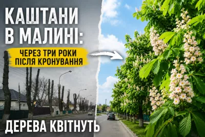 Каштани в Малині: через три роки після кронування дерева квітнути