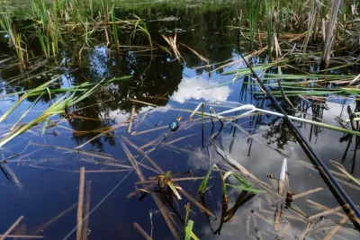 Секретні водойми Полісся: де риба збереглася, як 20 років тому