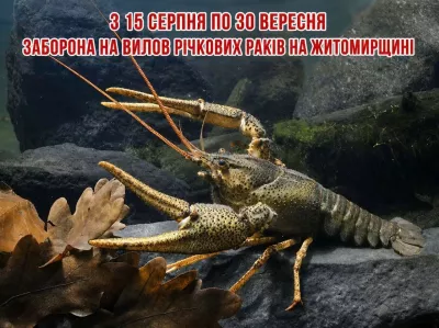 На Житомирщині з 15 серпня запровадять заборону на вилов річкових раків