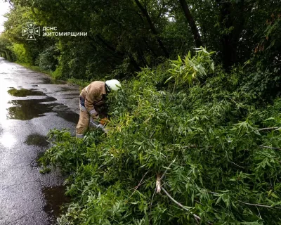 Під Малином повалене дерево перекрило дорогу: рятувальники відновили рух