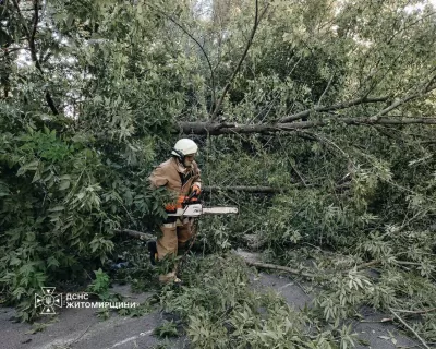 У Житомирському районі дерево впало на дорогу та перекрило рух