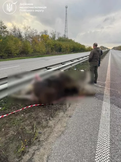 ​У Брусилівській громаді насмерть збили червонокнижного лося